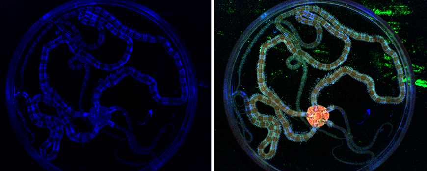 The ability of organisms such as this fluorescing brittlestar to use radio frequencies to sense to be tested in RadioBio