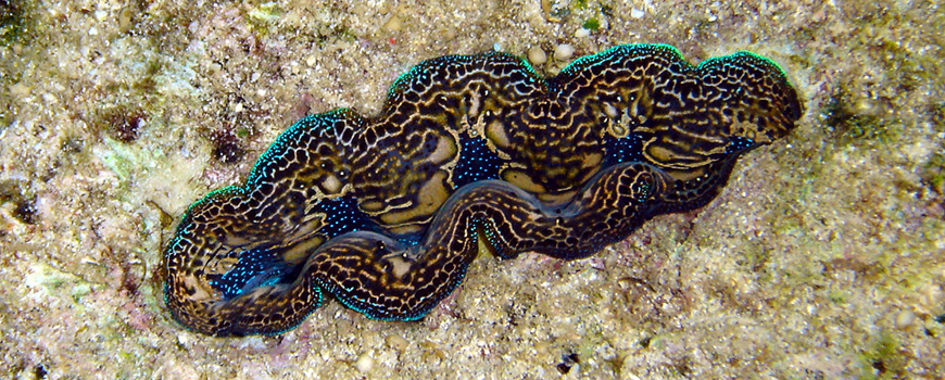 Giant clam, Tridacna crocea, burrows into rock made by tropical reef corals. Photo: James Fatherree