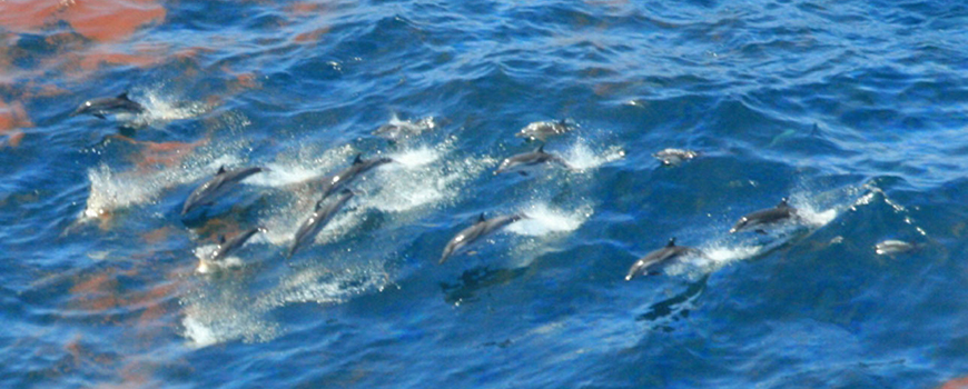 Dolphins swim through oil-tainted waters in Gulf of Mexico in 2010 following Deepwater Horizon spill. Photo: NOAA