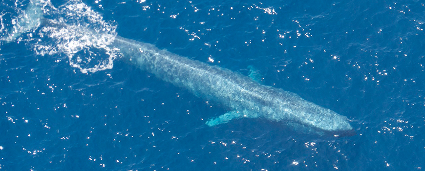 Making interactions with humans safer for blue whales among others subject of two new research efforts. Photo: Eddie Kisfaludy
