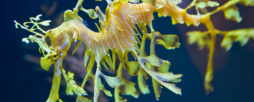Voyager How Long Can A Seadragon Live And Are Seadragons
