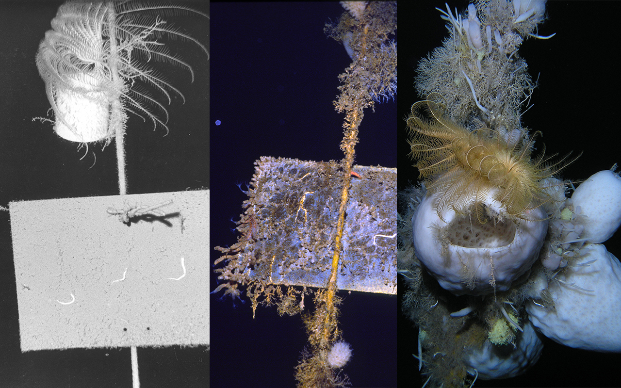 Images of marine invertebrate growth on plate installed off McMurdo Sound seafloor taken in 1974, 1989, and 2010 