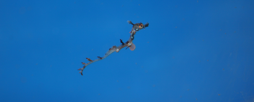 Baby Weedy Seadragons Have Hatched At Birch Aquarium Scripps