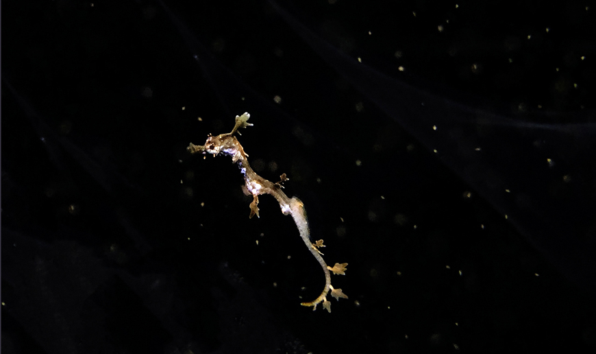 Baby Dragons Hatched At Birch Aquarium Scripps Institution Of