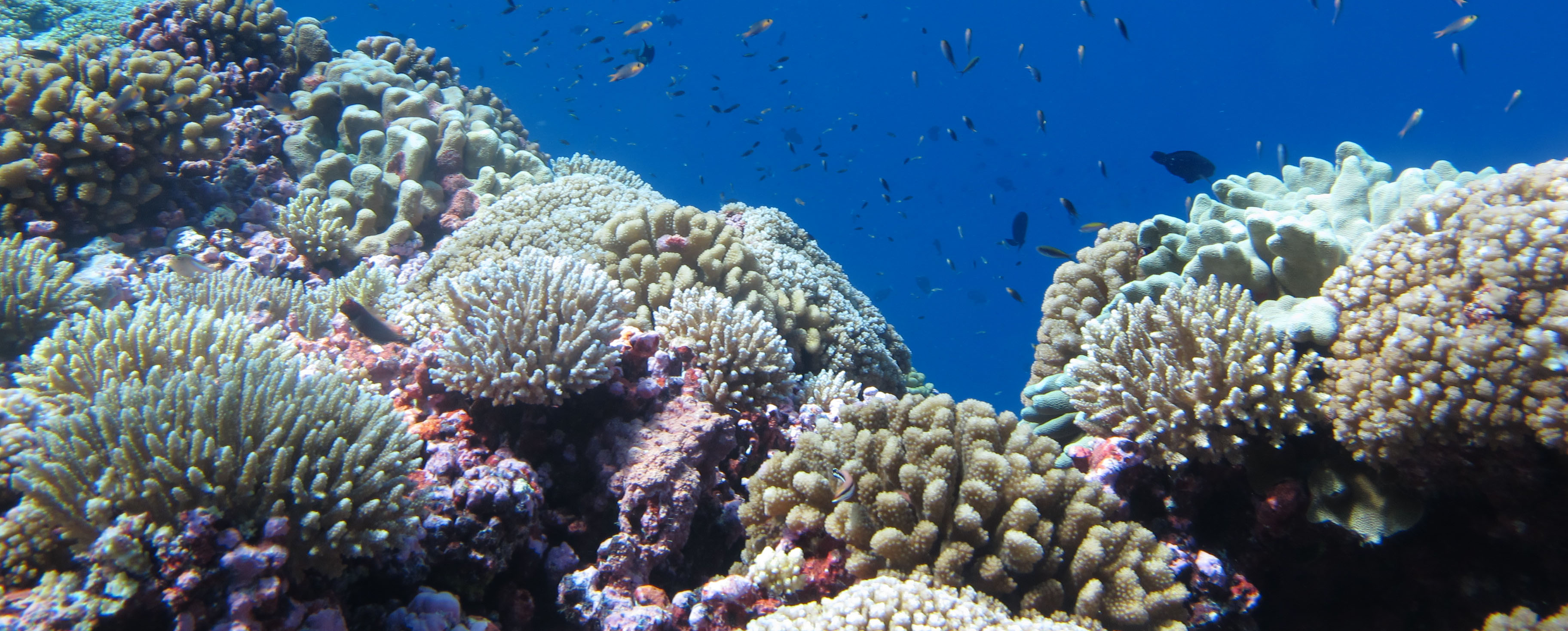 A coral reef in the Central Pacific. PC: Mike Fox 