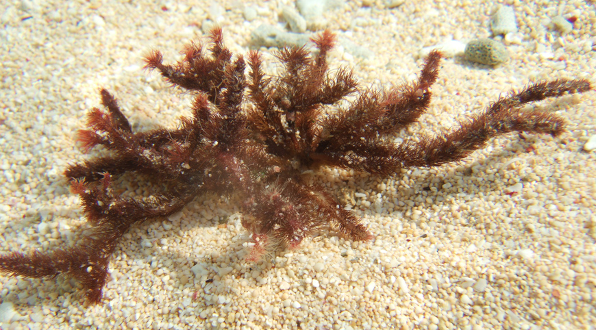 The seaweed Digenea simplex on the beach. Photo: Toshiaki Teruya/University of Ryukyus, Japan