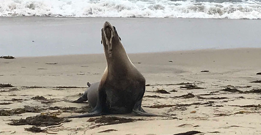 A sea lion suffering from domoic acid poisoning in Los Angeles County in 2019. Photo: Peter Wallerstein/ Marine Animal Rescue