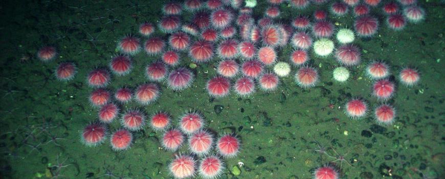 Pink sea urchins