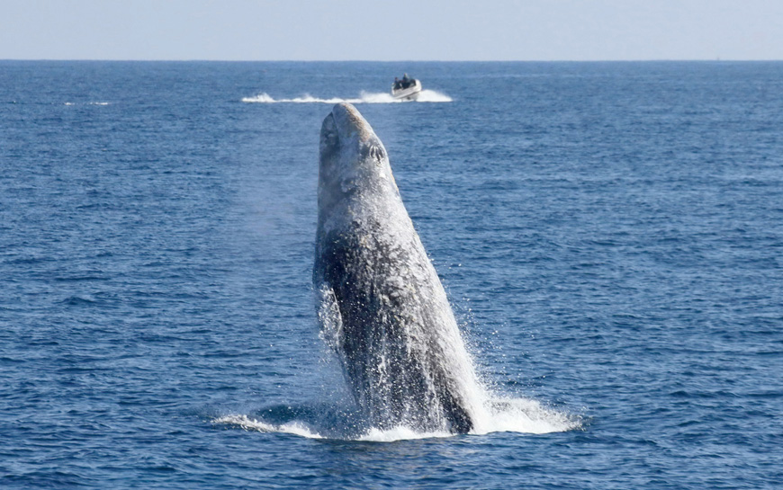 Research Highlight Scientists Find Key Changes in Gray Whale Migration