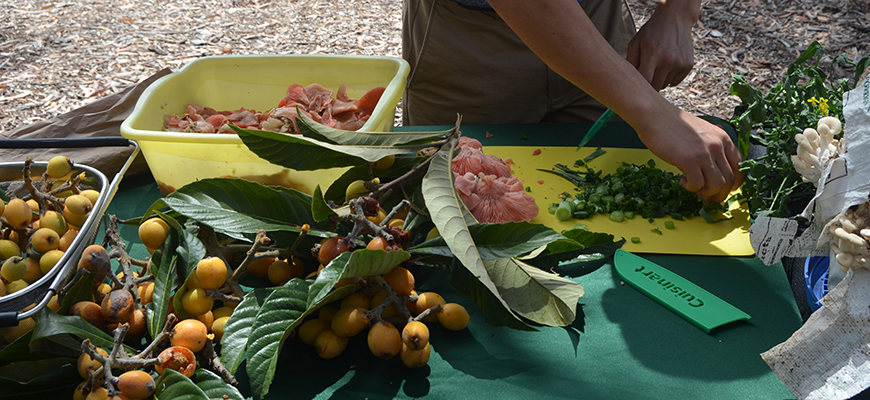 Loquats, oyster mushrooms and mustard greens from Roger’s Community Garden, the new destination for Scripps compost