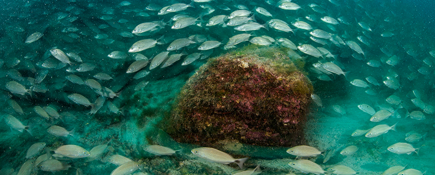 ucsd phd marine biology