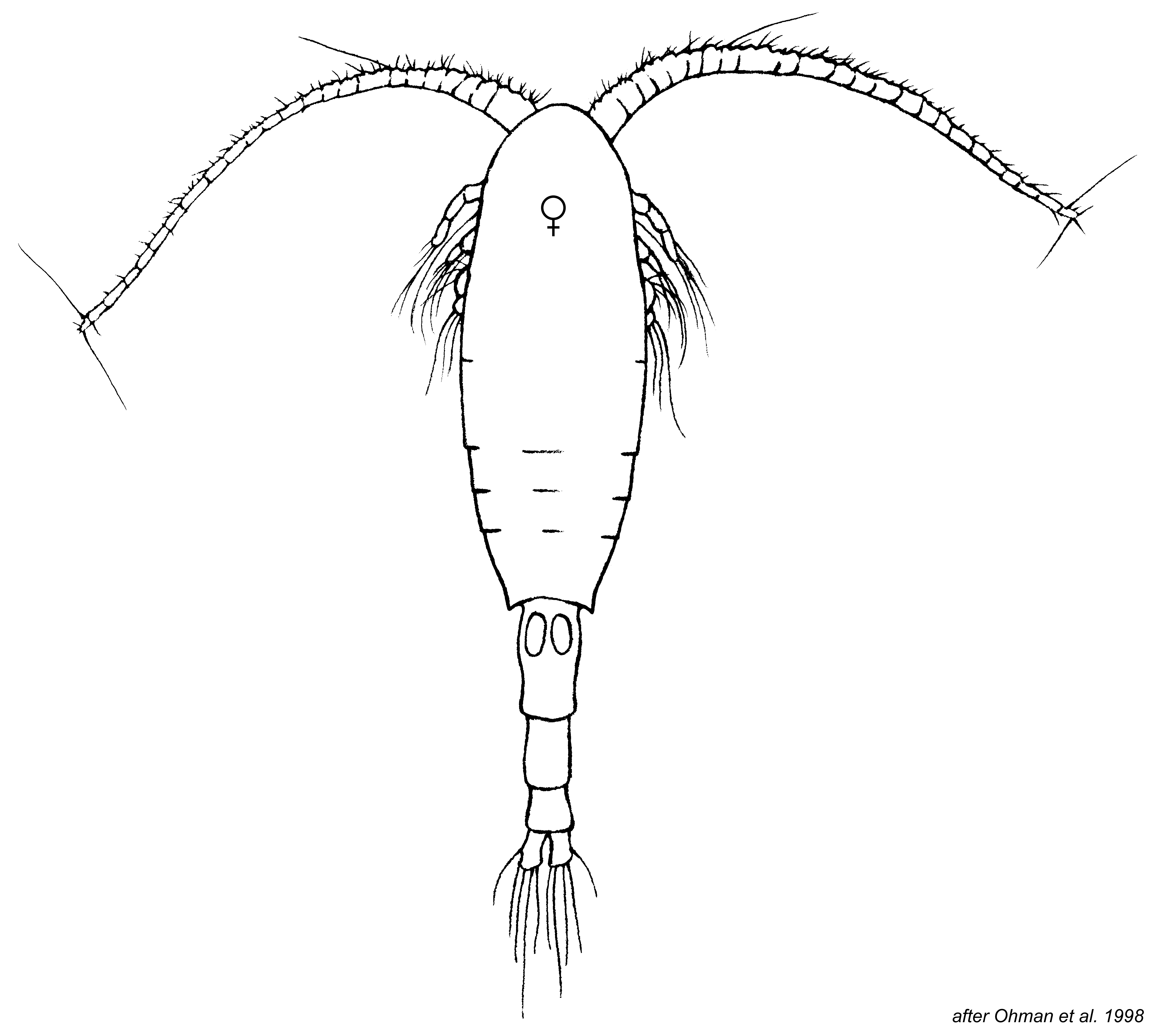 Metridia cf. pacifica Zooplankton Guide