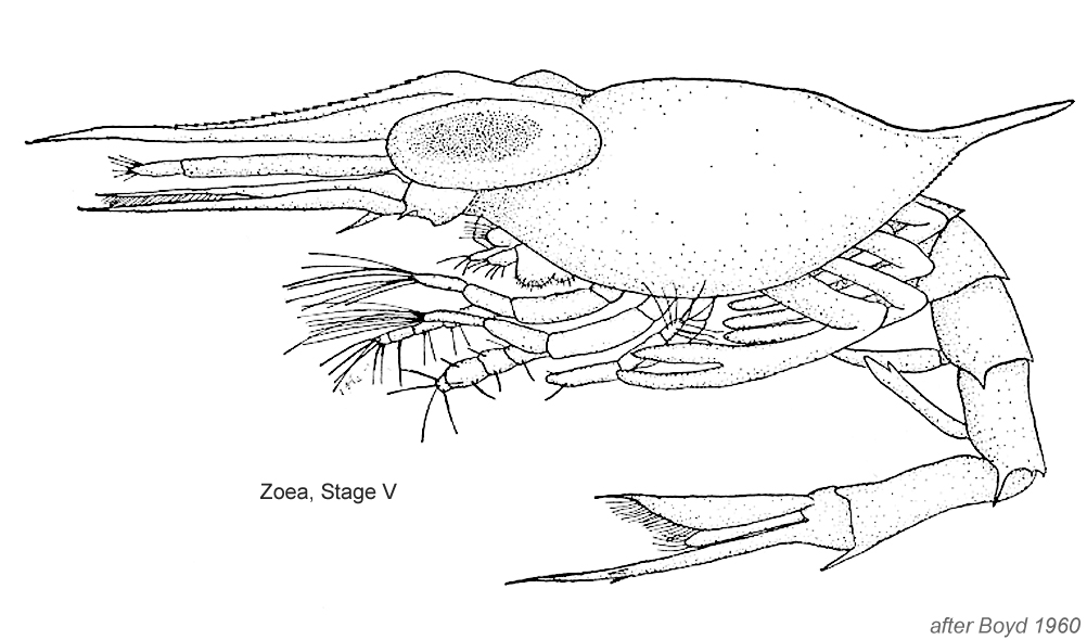 zooplankton clipart - photo #33